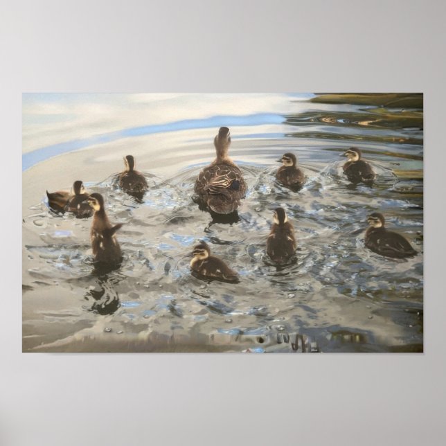 Ducks Swimming Poster (Front)