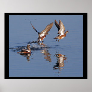 Ducks Taking Off Print