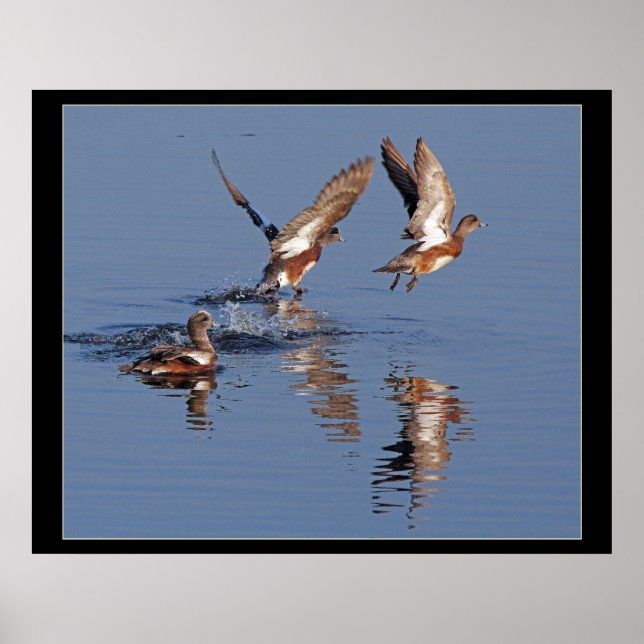 Ducks Taking Off Print (Front)