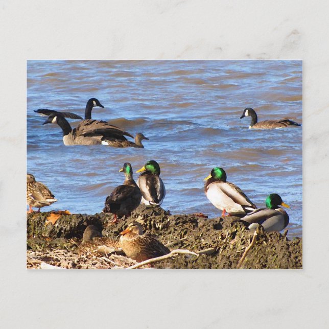 Ducks Watching Geese Postcard (Front)