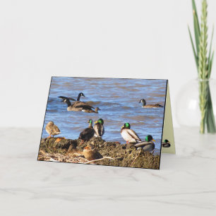 Ducks Watching Geese Thinking of You Card