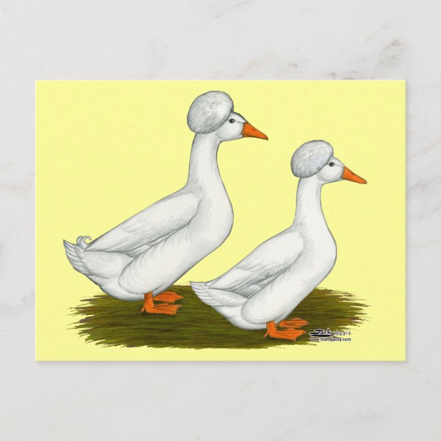 Ducks:  White Crested Postcard (Front)