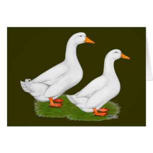 Ducks: White Pekins