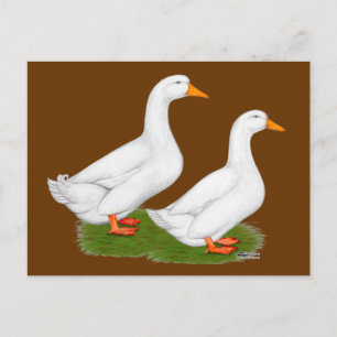 Ducks: White Pekins Postcard