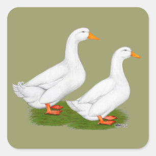 Ducks: White Pekins Square Sticker
