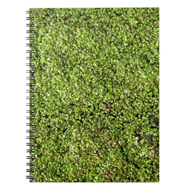 duckweed-377535  duckweed water lens aquatic plant notebook (Front)