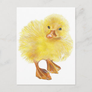 ducky , baby chick postcard