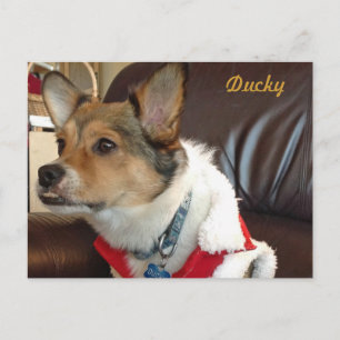 Ducky the Dog Postcard