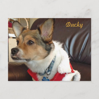 Ducky the Dog Postcard