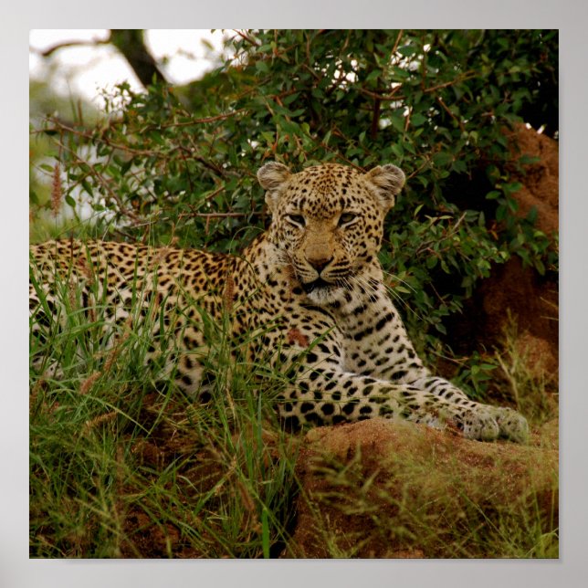 Dudley River Bank -2 Poster (Front)