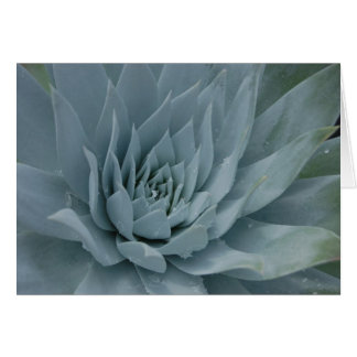 Dudleya Card