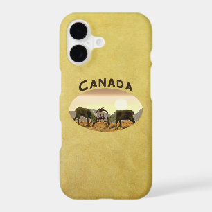 Duel de caribous - Canada