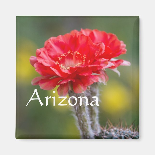 Duet of Firelight cactus flower, Arizona Magnet (Front)
