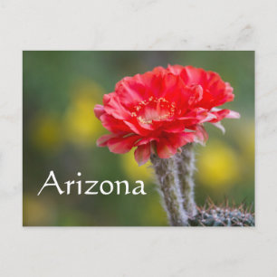 Duet of Firelight cactus flower, Arizona Postcard