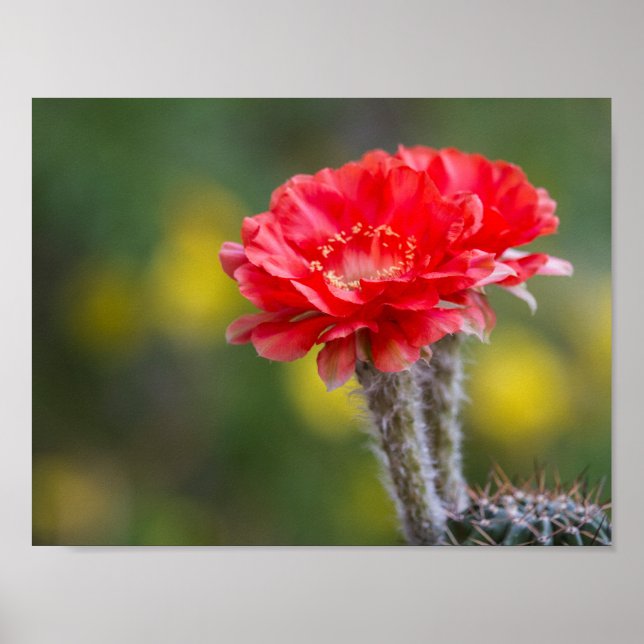 Duet of firelight poster (Front)