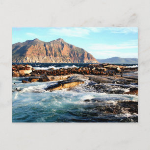 Duiker Island, Afrique du Sud Carte postale