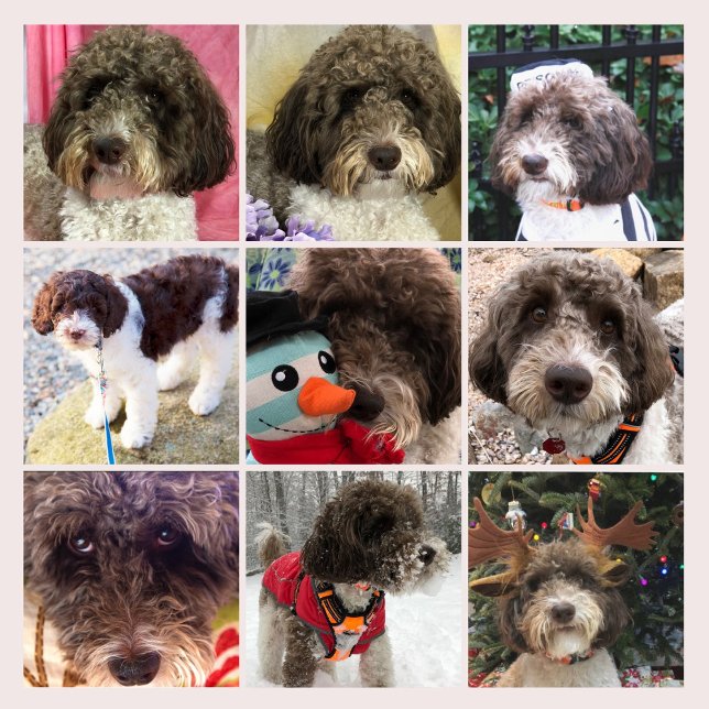 Duke Le Calendrier Du Labradoodle (Créateur téléchargé)
