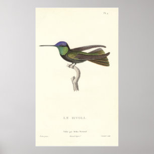 Duke of Rivoli's Hummingbird from Antique Print