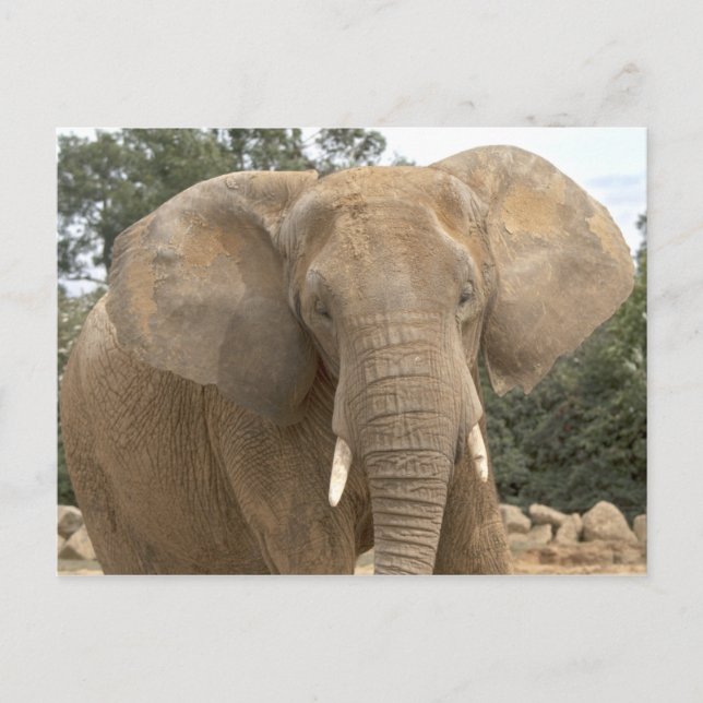 Dumbo Postcard (Front)