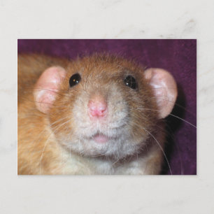 Dumbo Rat Post Card