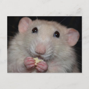 Dumbo Rat Postcard
