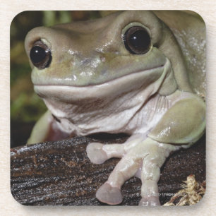 Dumpy Tree Frog. Smiling Frog. Litoria caerulea. Coaster
