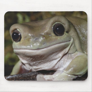 Dumpy Tree Frog. Smiling Frog. Litoria caerulea. Mouse Pad