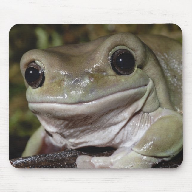 Dumpy Tree Frog. Smiling Frog. Litoria caerulea. Mouse Pad (Front)