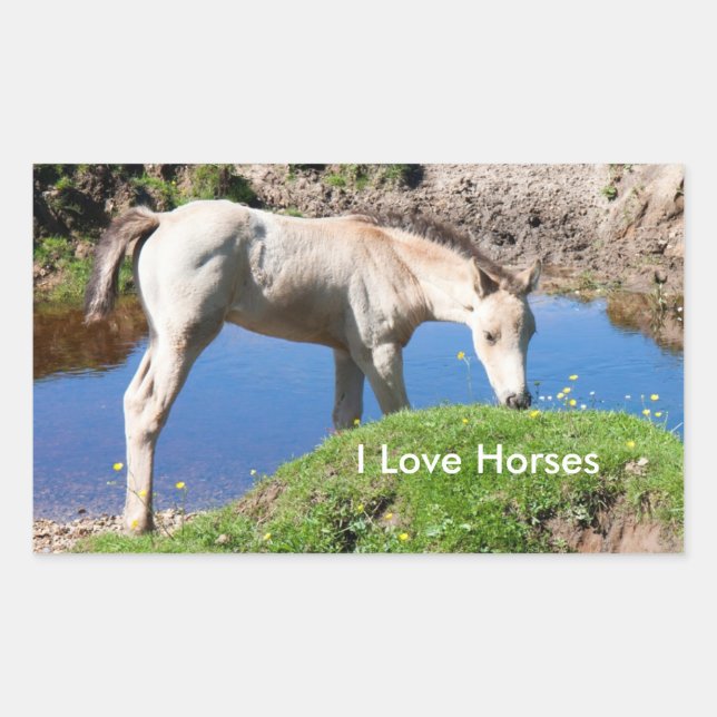 Dun foal horse Stickers (Front)