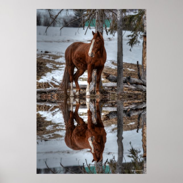 Dun Ranch Horse At Drinking Hole Equine Photo Poster (Front)