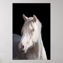 Dunalino American Bashkir curly filly print