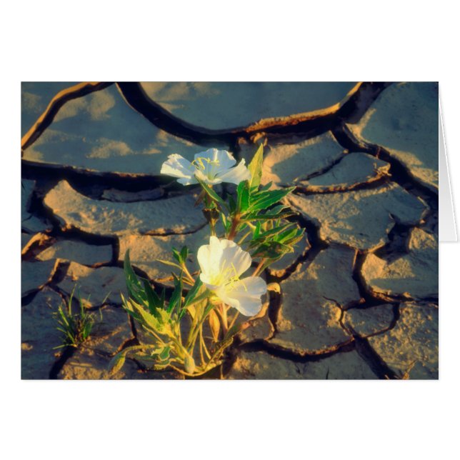 Dune Primrose growing out of Cracked Mud (Front Horizontal)