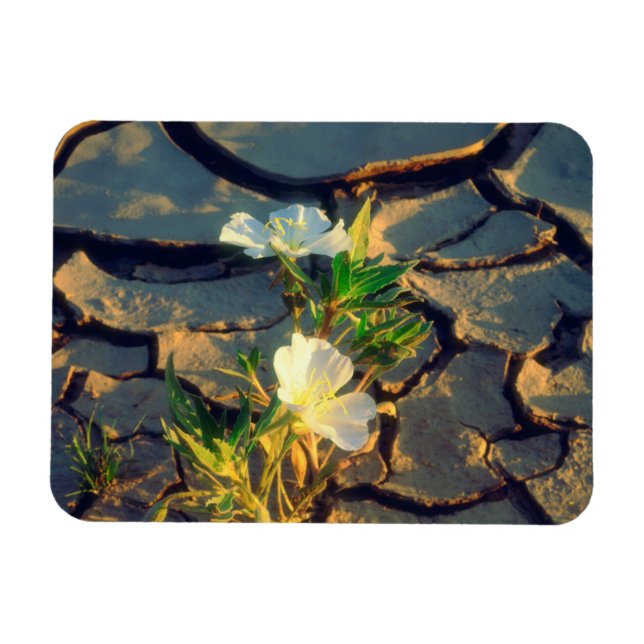 Dune Primrose growing out of Cracked Mud Magnet (Horizontal)