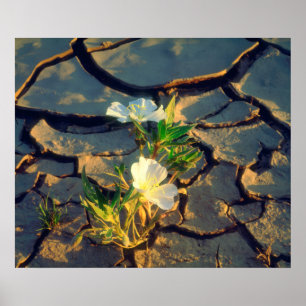 Dune Primrose growing out of Cracked Mud Poster