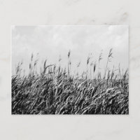 Dune Triptych III