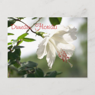 Dunedin, Florida Postcard