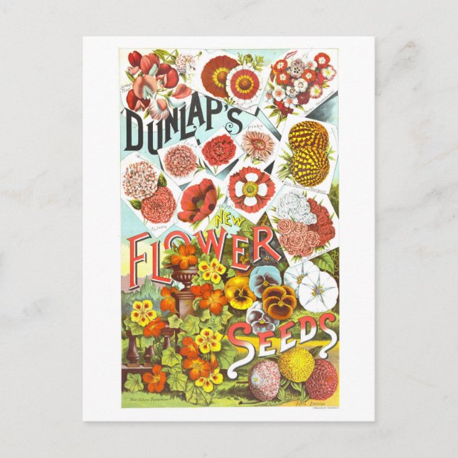 Dunlap Flower Seeds Vintage Advertisement Postcard (Front)