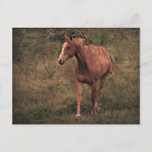 Dunnit Postcard
