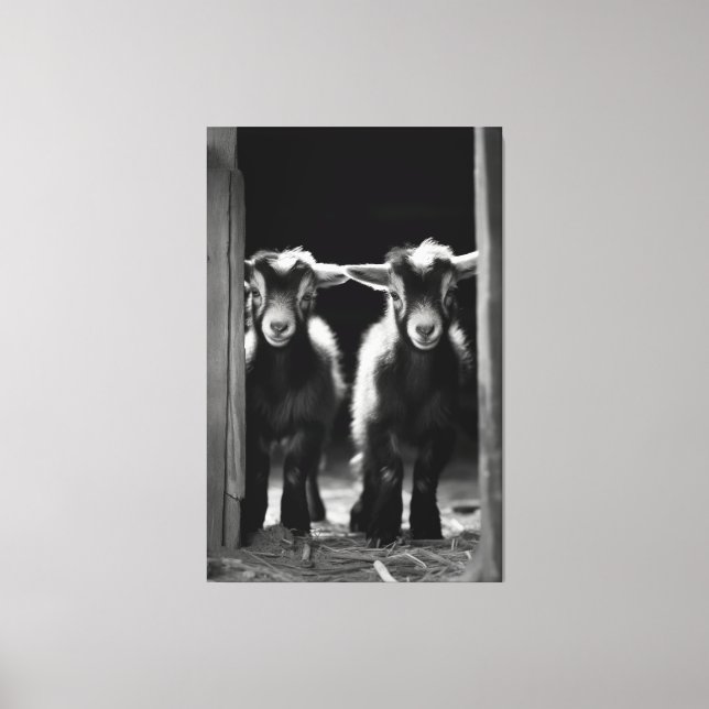  Duo of Monochromatic Baby Goats Standing Together Canvas Print (Front)