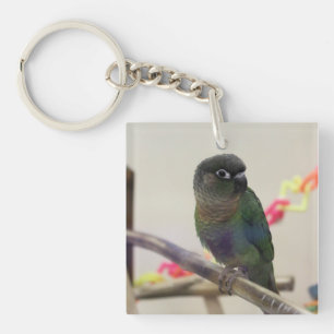 Dusky conure keychain