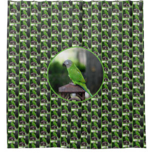 Dusky Headed Conure Parrot 