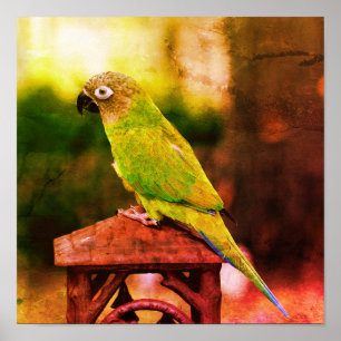 Dusky Headed Conure Parrot Abstract Distressed Poster