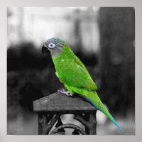 Dusky Headed Conure Parrot Partial Colour