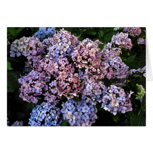Dusky Hydrangeas (Devant Horizontal)