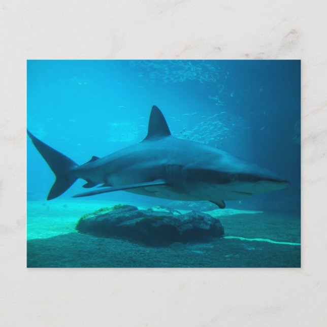 Dusky Shark (Carcharhinus Obscurus), Ushaka Postcard (Front)