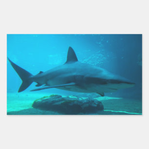 Dusky Shark (Carcharhinus Obscurus), Ushaka Sticker