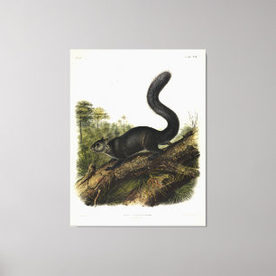 Dusky Squirrel or Mexican Grey Squirrel by Audubon Canvas Print