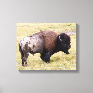 Dusty Bison Bull in Yellowstone Park Canvas Print