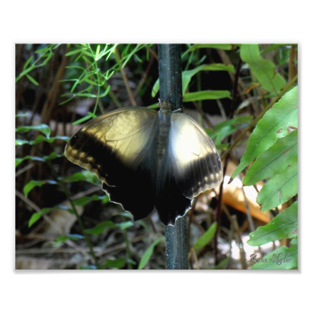 Dusty Gold Butterfly Photo Print (Front)