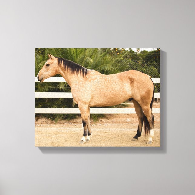 Dusty Horse Canvas Print 11x14 (Front)